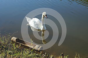 Beautiful in nature white swan on Reservoir