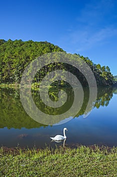 Beautiful in nature white swan on Reservoir