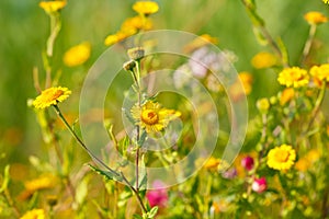 Beautiful nature - wild yellow flowers in the grass