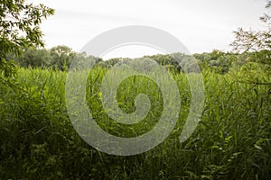 Beautiful nature. Woods with green trees foliage, grass meadow field and  clouds in the background. Afternoon panorama landscape photo