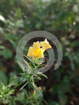 Beautiful Nature.... Yellow colour flower... Is attractive in nature mania