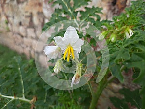 beautiful naturel white flowers, Solanum sisymbriifolium plant flowers, litchi tomato plant.