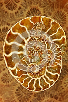 Beautiful Nautilus photo