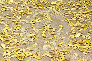Beautiful neem leaf fall on cement background
