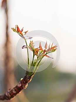 Beautiful Neem leaves image.