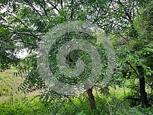 This is a beautiful neem tree