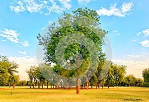 A beautiful neem tree, blue sky and clouds