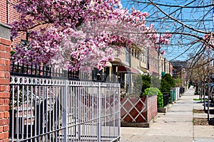 Beautiful Neighborhood Sidewalk during Spring with a Pink Magnolia Tree and Homes in Astoria Queens New York