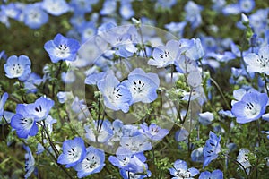 Beautiful Nemophila flowers blooming.