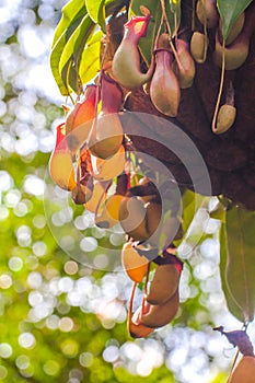 Beautiful Nepenthes