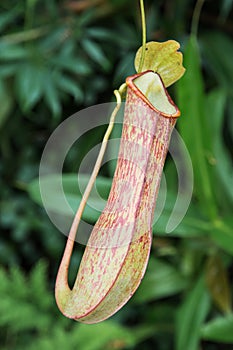 Beautiful nepenthes carnivorous plant.