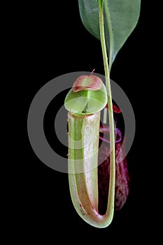 Beautiful Nepenthes on isolated background