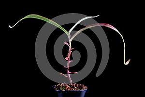 Beautiful Nepenthes on isolated background