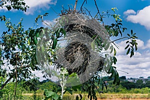 Beautiful nest of John-screech, hanging on tree branches.