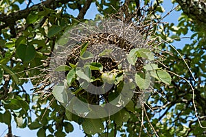 Beautiful nest of John-screech, hanging on tree branches.