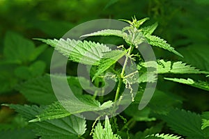 Beautiful nettle in nature with sun. Urtica dioica