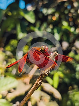 Beautiful neurothemis fulvia wing pattern