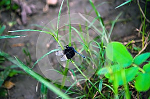 A beautiful neurothemis tullia insects or pied paddy skimmer dragonfly sitting on the grass. Closeup of a dragonfly resting