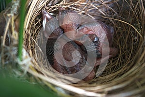 Beautiful new born bird without feathers. Birds sleeping in nest waiting for mother to bring food.