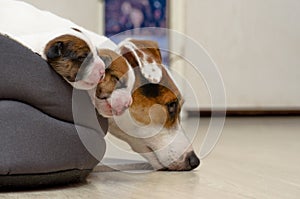 Beautiful new born jack russel terrier puppies, sleep sweetly in a downy bed. Blur background and a small depth of field.