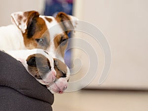 Beautiful new born jack russel terrier puppies, sleep sweetly in a downy bed. Blured background with dog and a small depth o