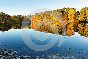 Beautiful New England Fall Foliage with reflections at sunrise, Boston Massachusetts.