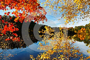 Beautiful New England Fall Foliage with reflections at sunrise, Boston Massachusetts.