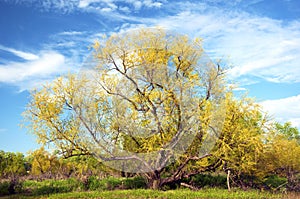 Beautiful new growth on a tree in spring.