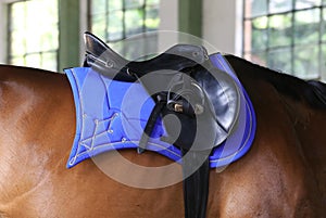Beautiful new leather saddle on horseback for riders