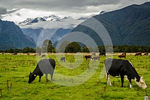 A beautiful New Zealand landscape