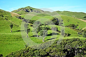 Beautiful New Zealand landscape with green hills, cabbage palms and manuka trees