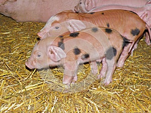 Beautiful Newborn Piglets