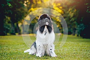 Beautiful newfoundland dog in the park. Background