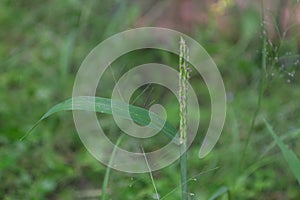 Beautiful newly growing flower of greren grass