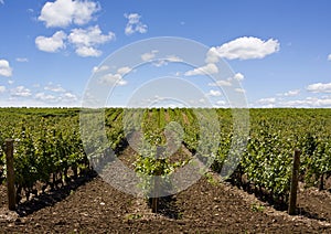 Beautiful Niagara Falls vineyard in the evening