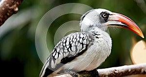 A beautiful nice Southern Yellow billed Hornbill