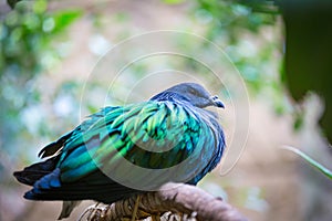 A beautiful nicobar pigeon in summer