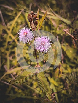Beautiful nidikumba flower - SriLanka