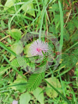 Beautiful Nidikumba one flowers Buds