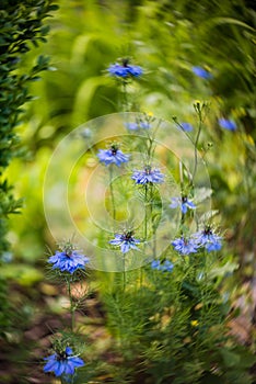 Beautiful nigella damascena flower in a spinny lovely green garden with vivid colors