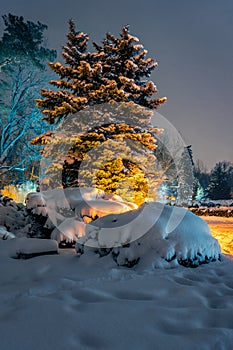 Beautiful night shot in the park of a winter scene with trees co