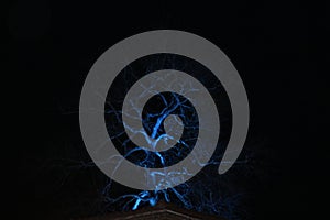 A beautiful night sky with tree.