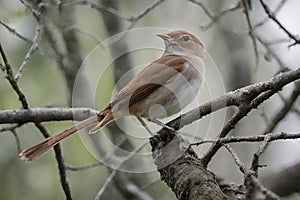 Beautiful Nightingale Resting on Tree Branch at Night