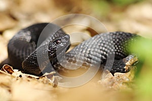 Beautiful nikolsky viper preparing to bite