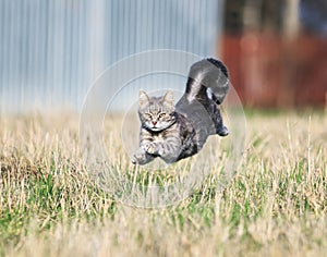 Beautiful nimble cat fun neck on miss glade highly podbrosiv th photo