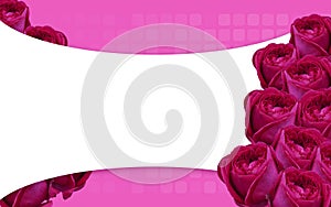 beautiful nine pink rose flowers bouquet, on pink frame on blur rose flower and blur rounded rectangle on pink background, banner