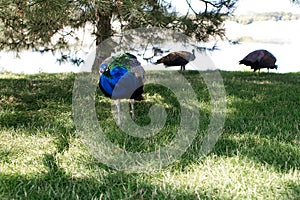 A beautiful noble blue pava is walking along the green lawn photo