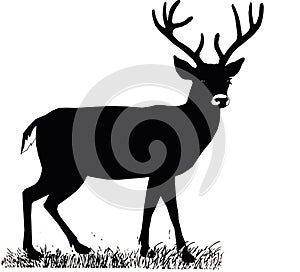 Beautiful noble proud sika deer are ruminant mammal in family Cervidae. Side view.