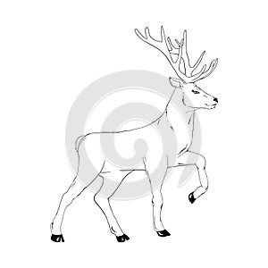 Beautiful noble proud sika deer are ruminant mammal in family Cervidae. Side view.