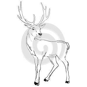 Beautiful noble proud sika deer are ruminant mammal in family Cervidae. Side view.